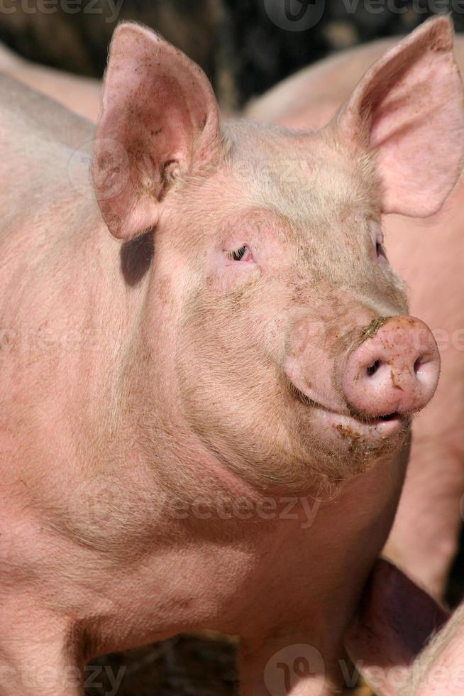 cerdo feliz foto