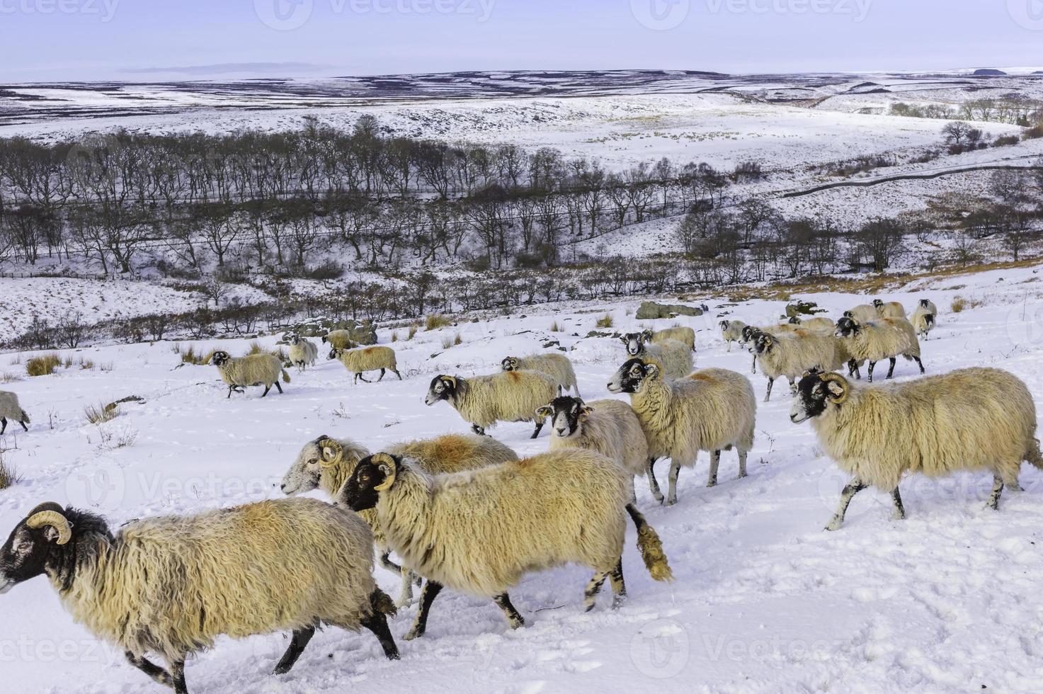 Las ovejas buscan forraje después de la tormenta de nieve, Yorkshire, Reino Unido. foto