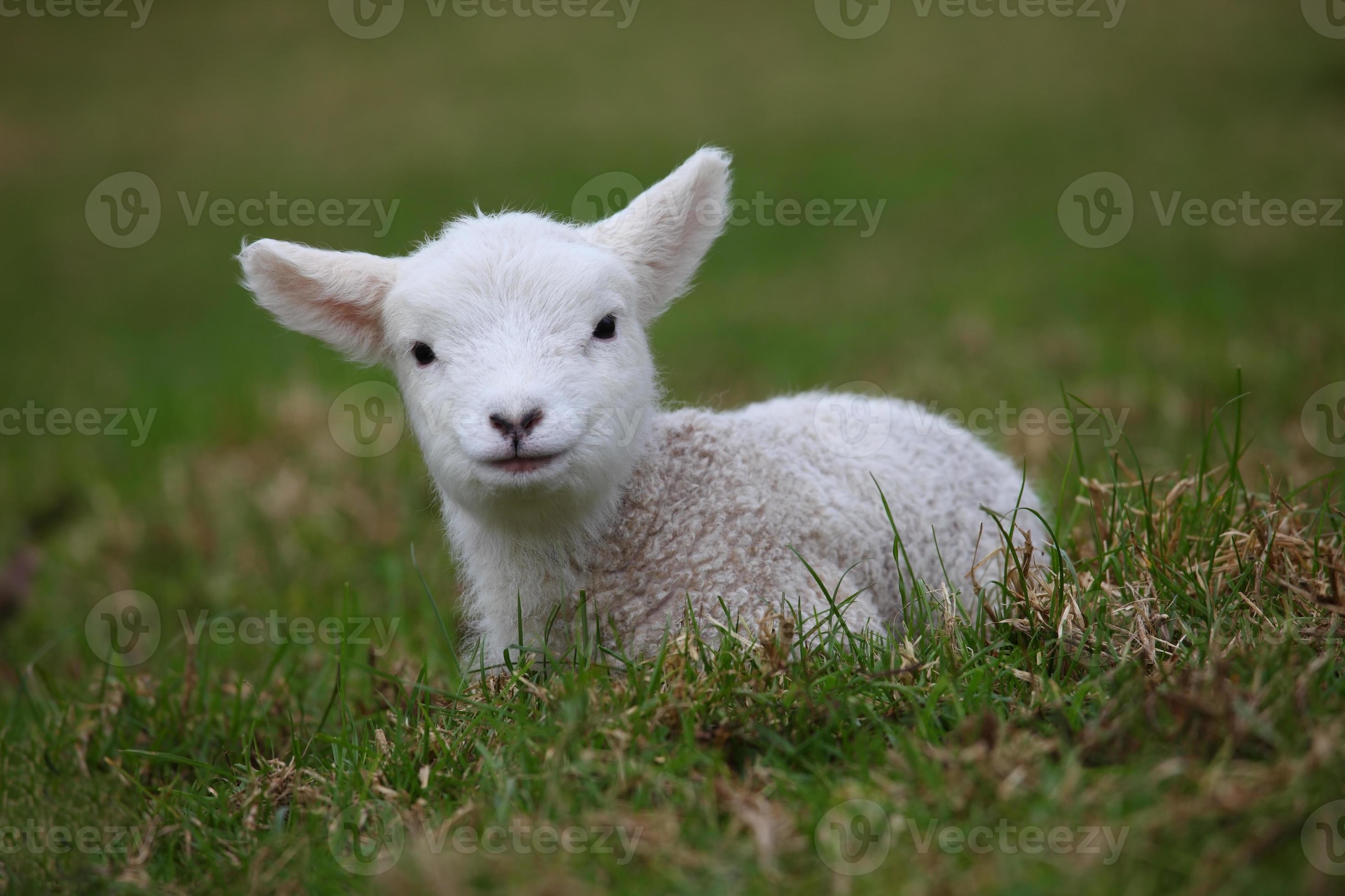 Spring lamb 846662 Stock Photo at Vecteezy