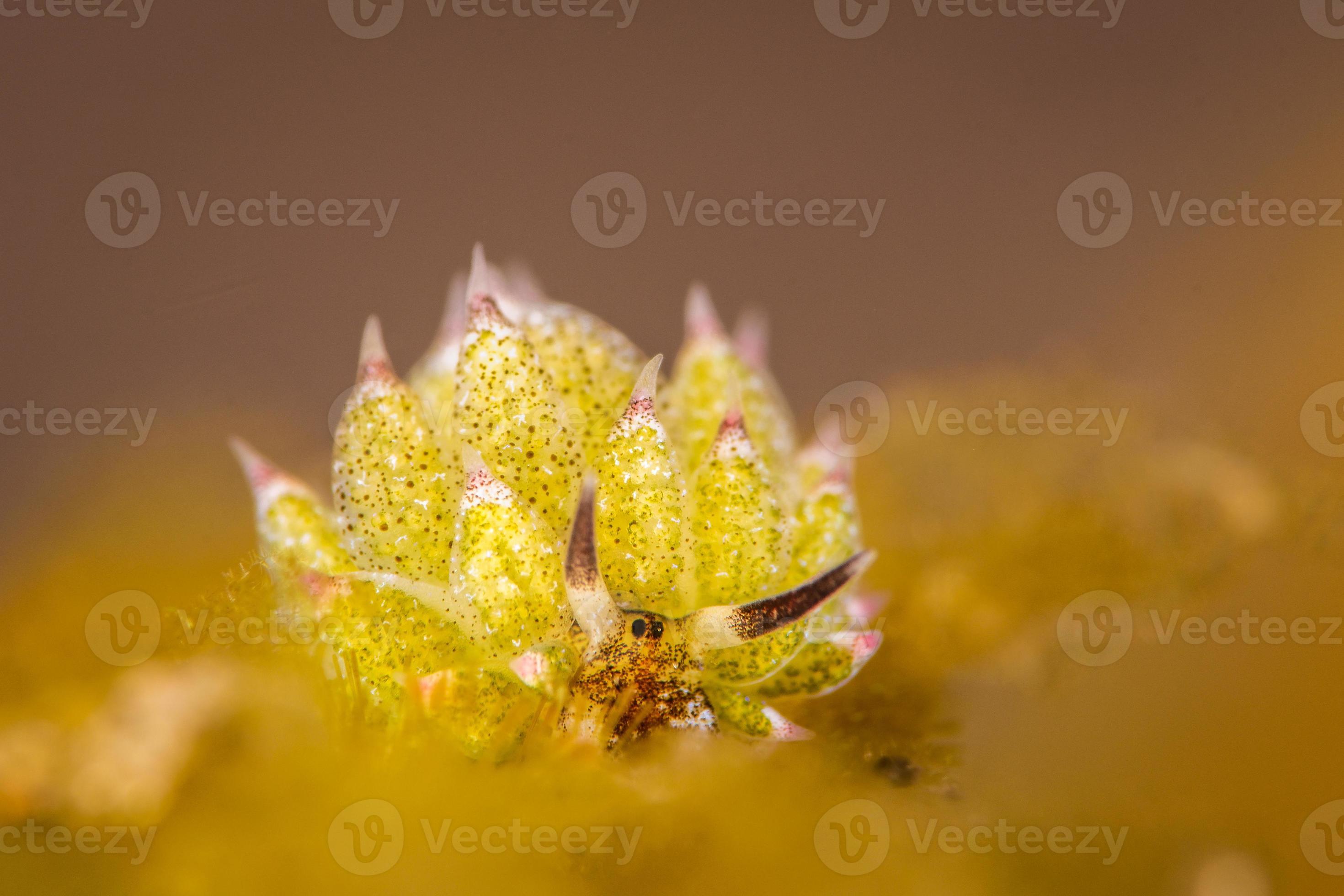 Shaun The Sheep nudibranch - Costasiella kuroshimae 846740 Stock Photo