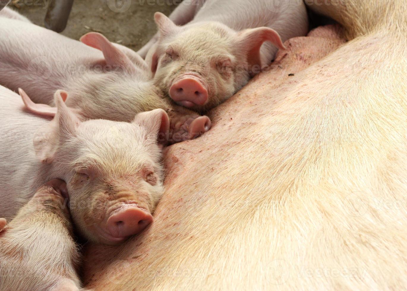 Four tired little pigs photo