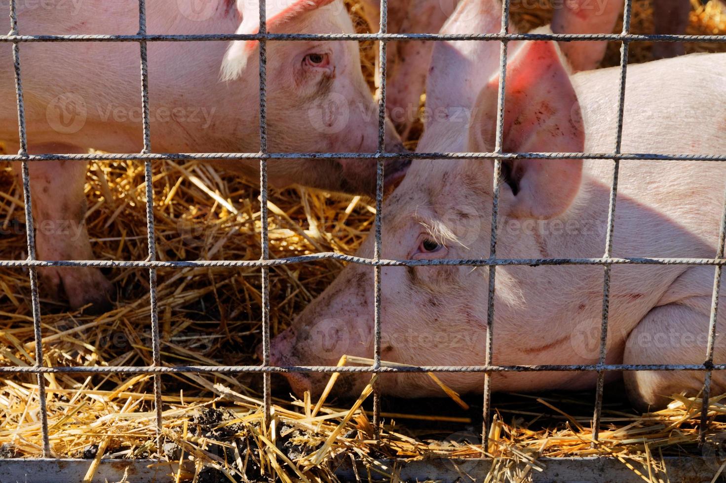 Mirada triste de dos cerdos en jaula tendido sobre paja foto