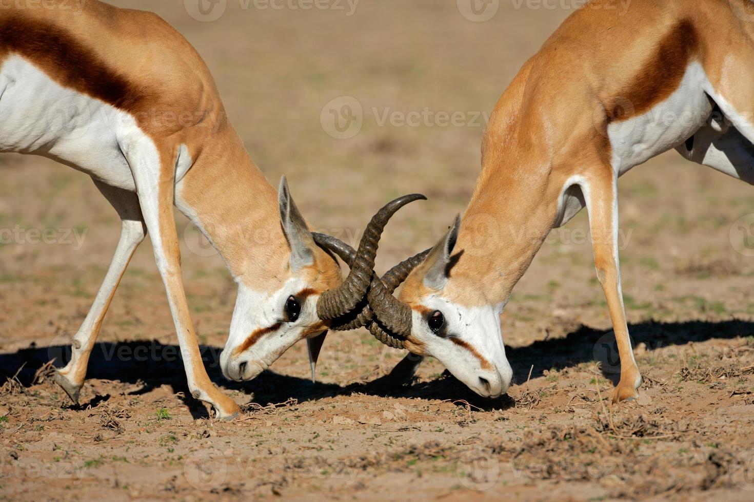 Fighting springbok antelopes photo