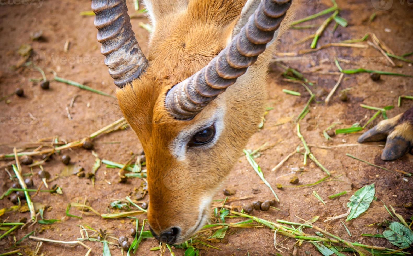 Gazelle Eating Grass 846861 Stock Photo At Vecteezy