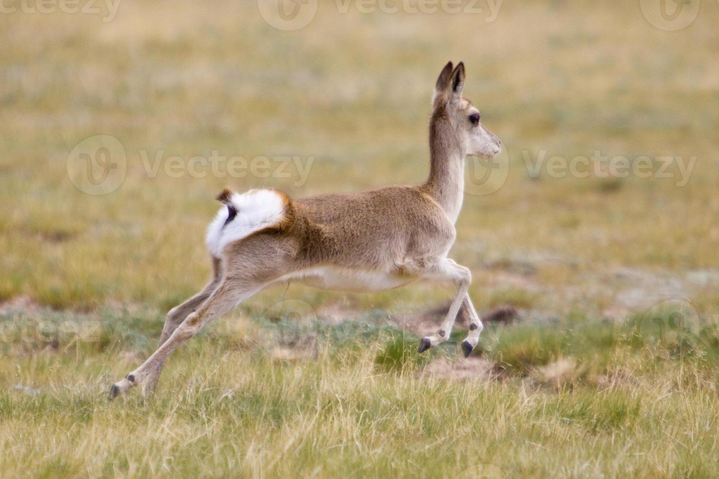 Gazelle Running Stock Photo At Vecteezy