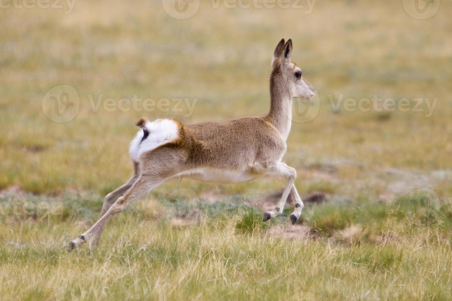 Gazelle Running Stock Photo At Vecteezy Gazelle Running Stock Photo At Vecteezy
