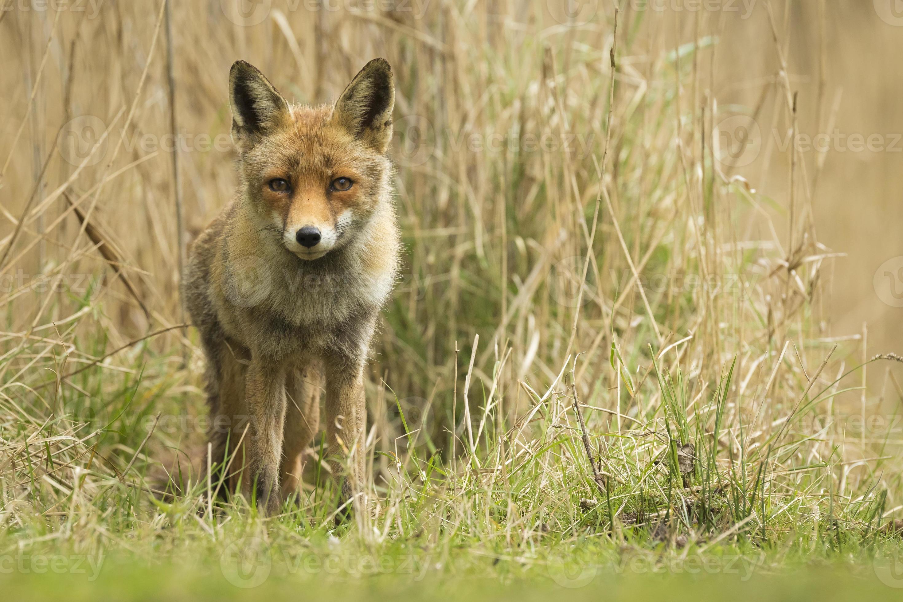 Wild red fox cub photo
