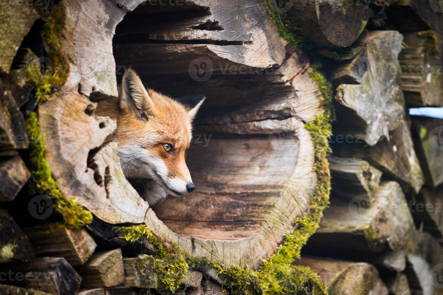 Red Fox (Vulpes vulpes) photo