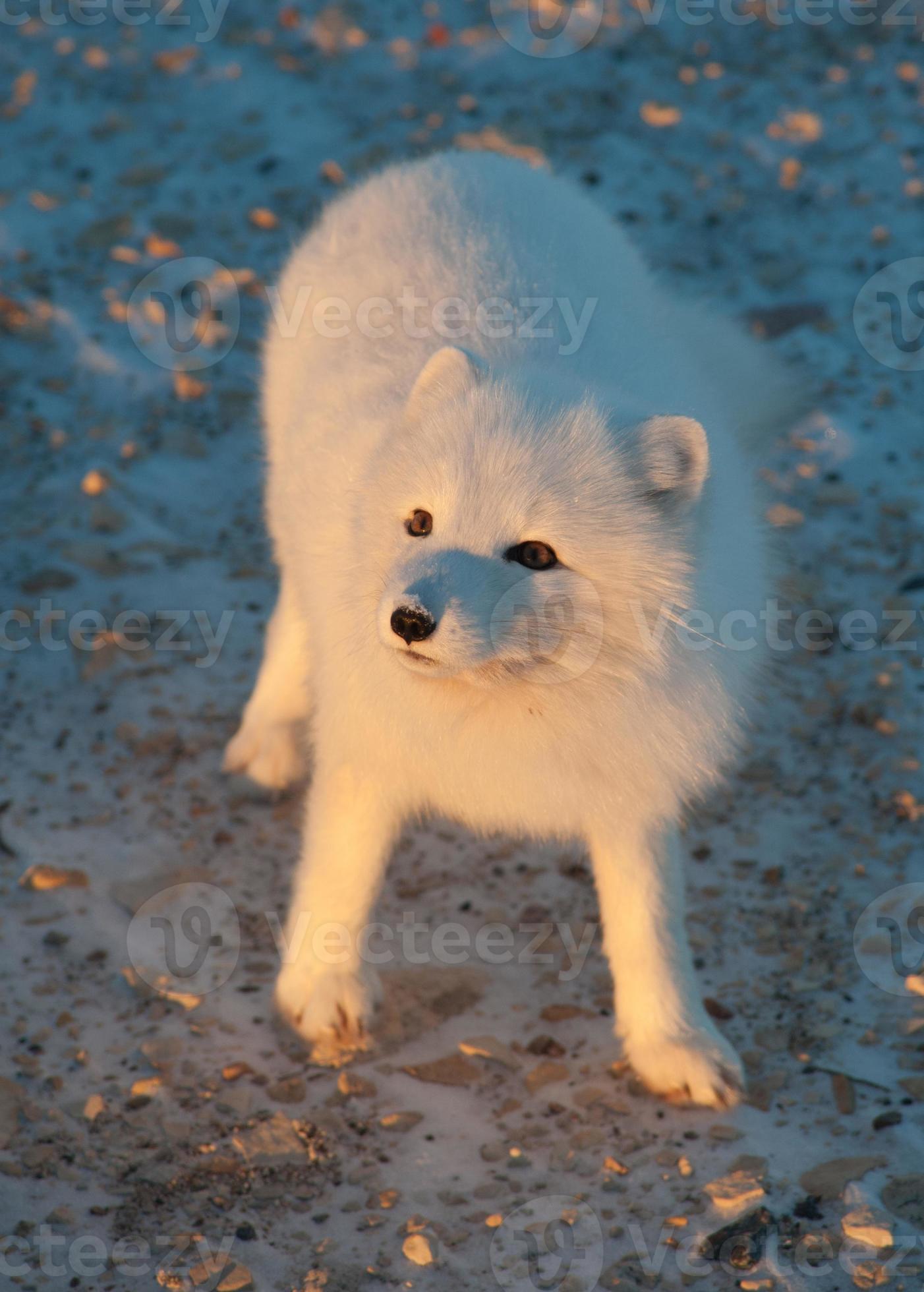 Arctic Fox In The Snow Stock Photo At Vecteezy Arctic Fox In The Snow Stock Photo At Vecteezy