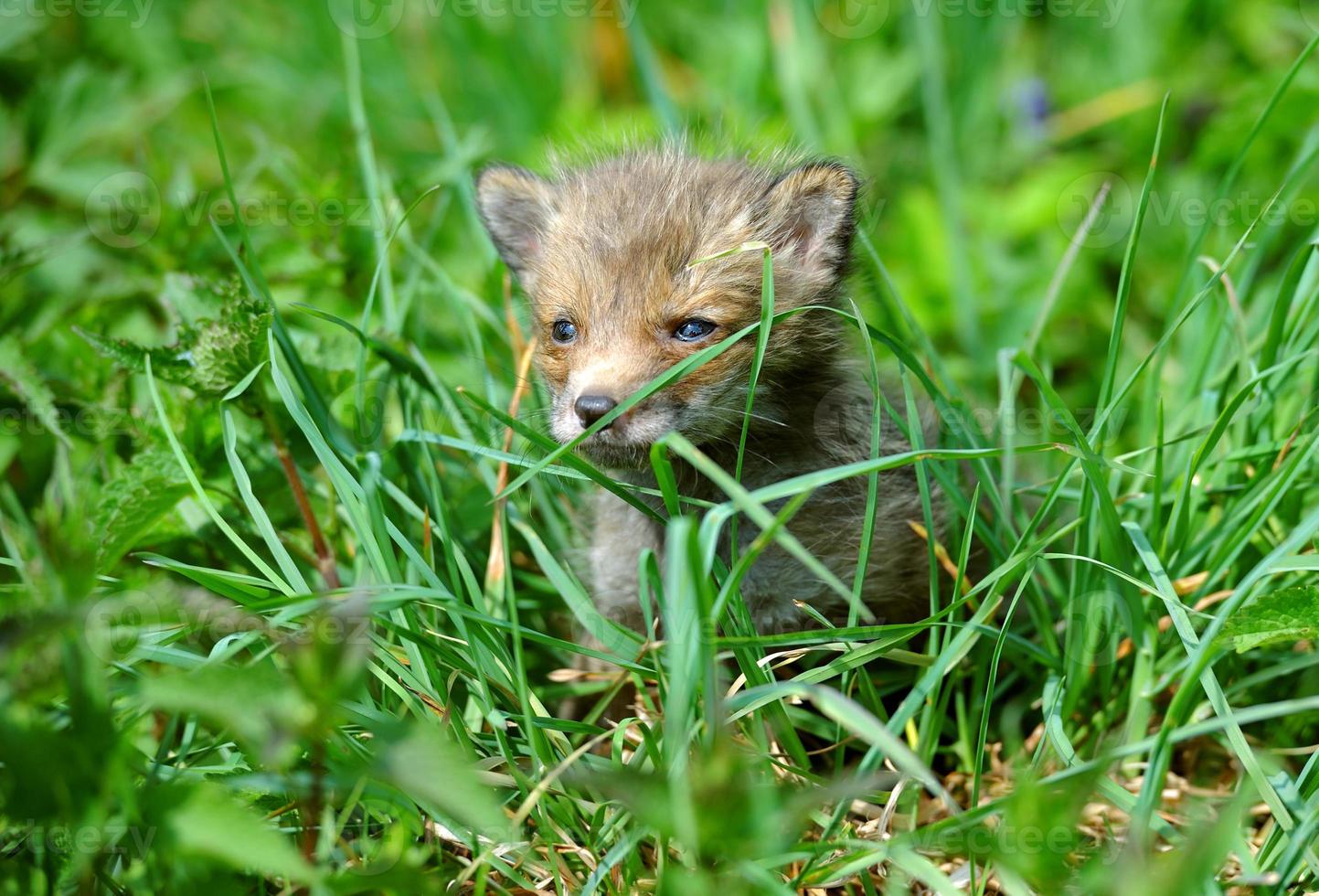 Fox cub in long grass photo