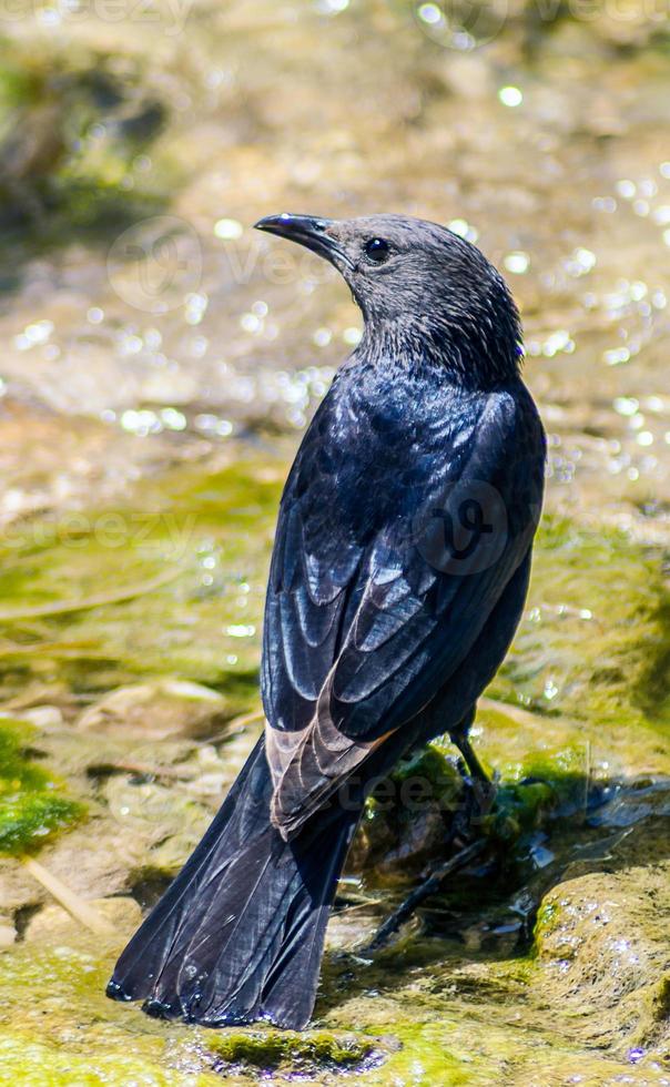 gorrión tristram pájaro negro está sentado cerca de la fuente de agua foto