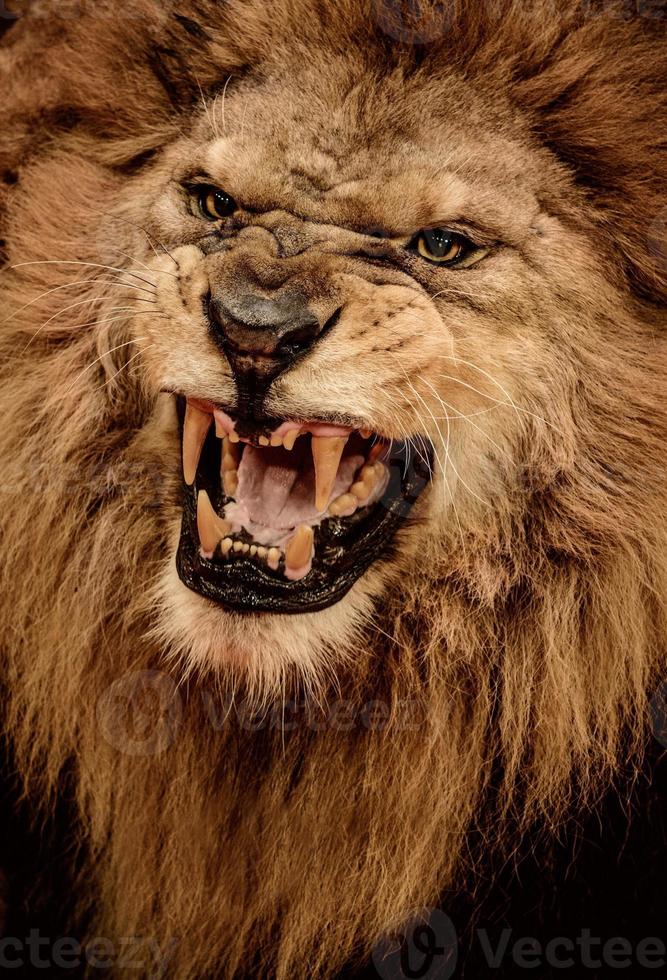 Close-up shot of roaring lion photo