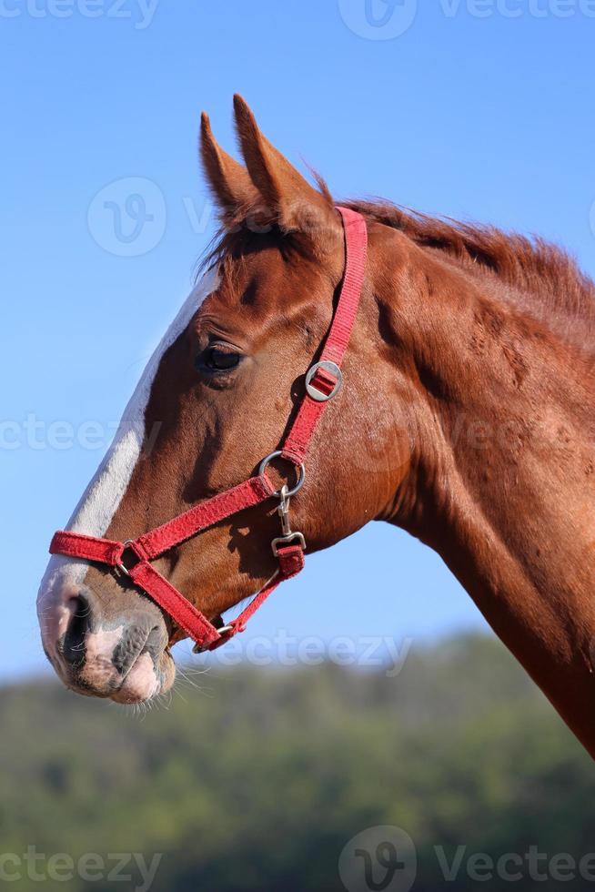 Pura raza joven caballo posando contra el cielo azul foto
