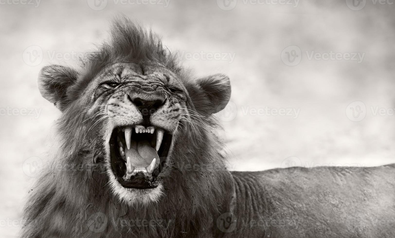 Lion displaying dangerous teeth photo