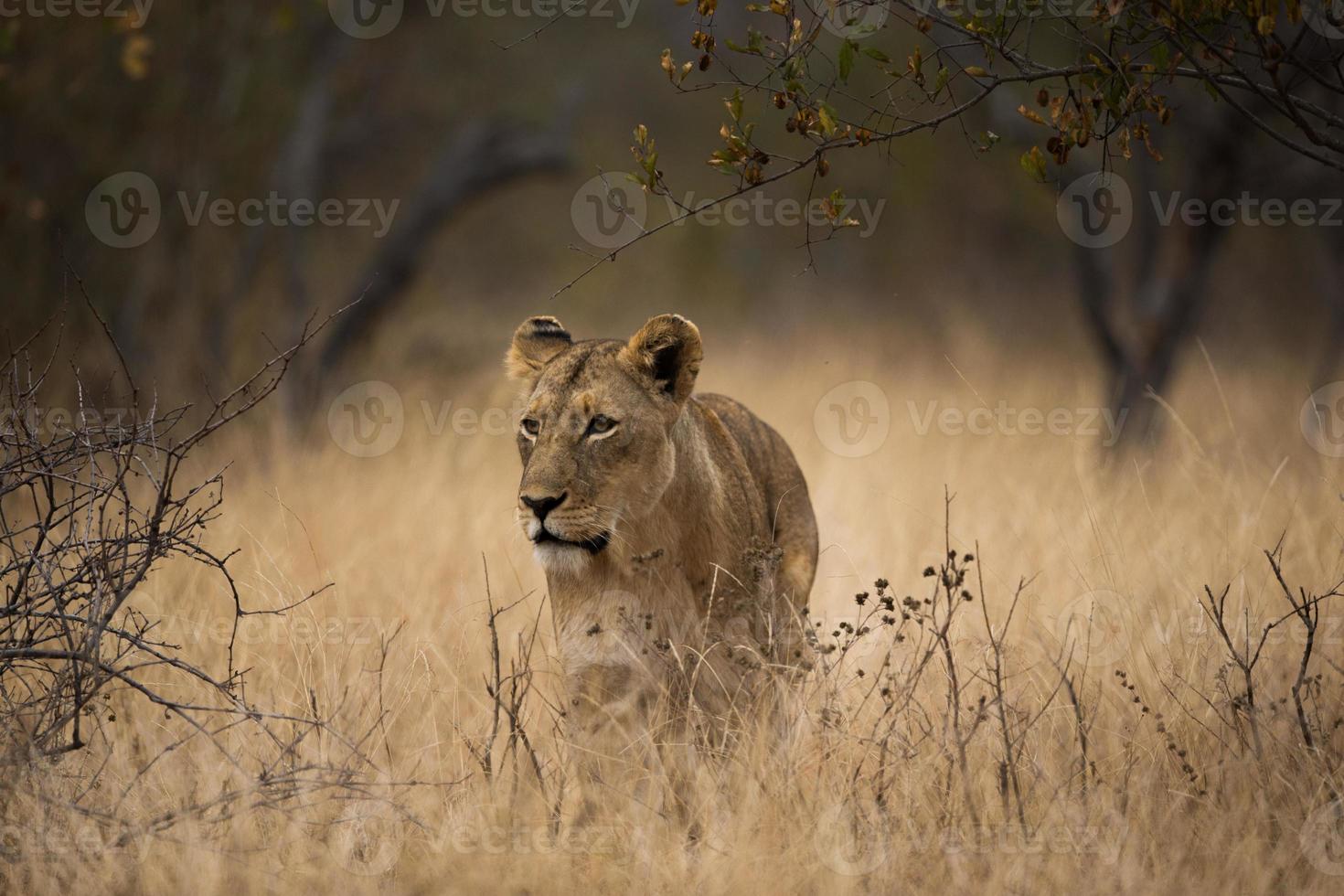 Lioness walking through the bush photo