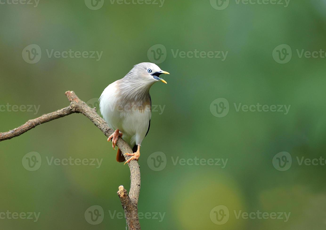 Bird (Chestnut - tailed Starling) , Thailand photo