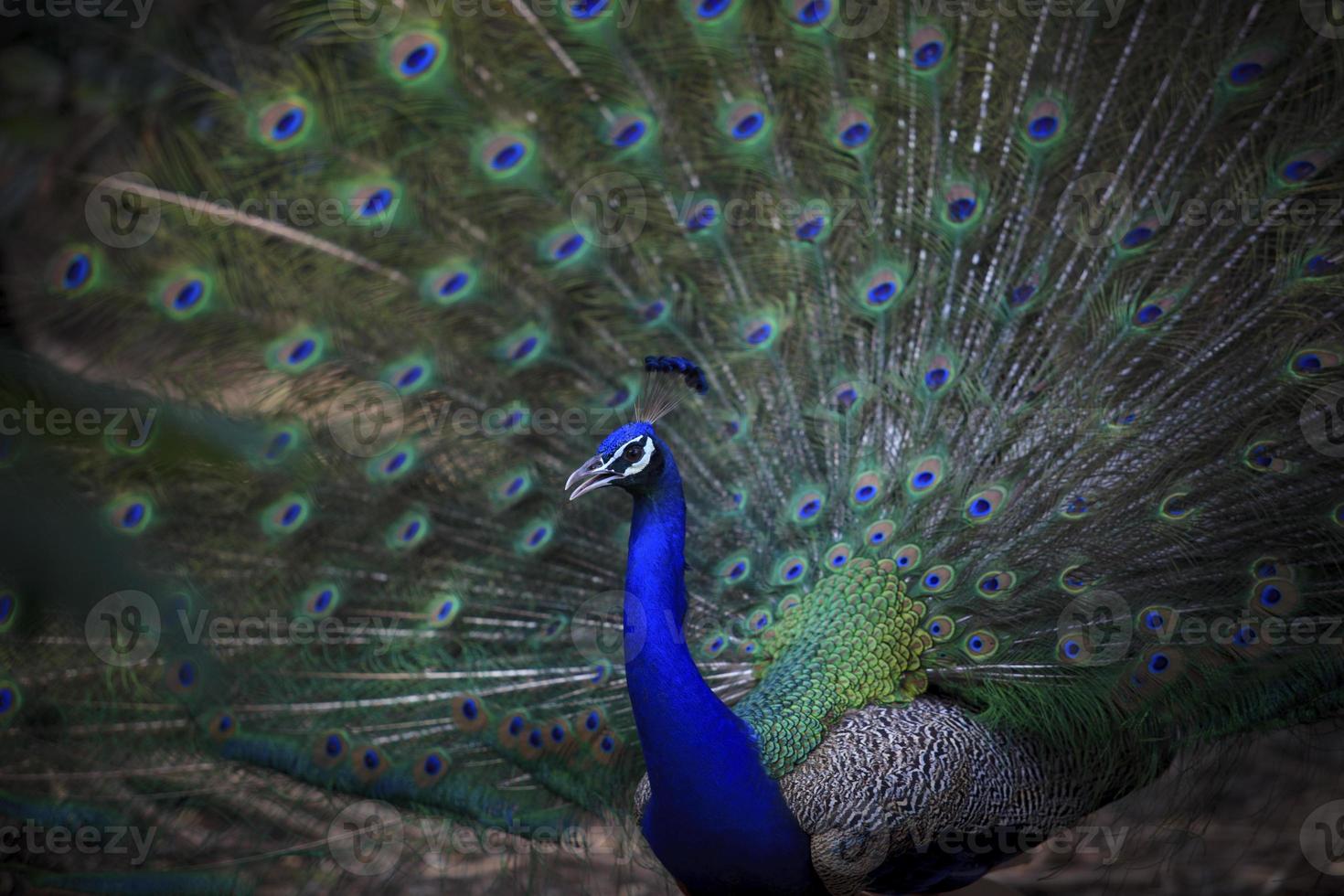 male indian peacock with beautiful fan  tail photo
