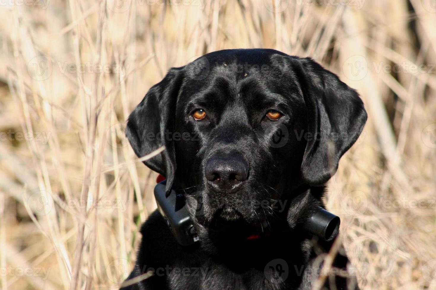 Hunting Dog is All Business photo
