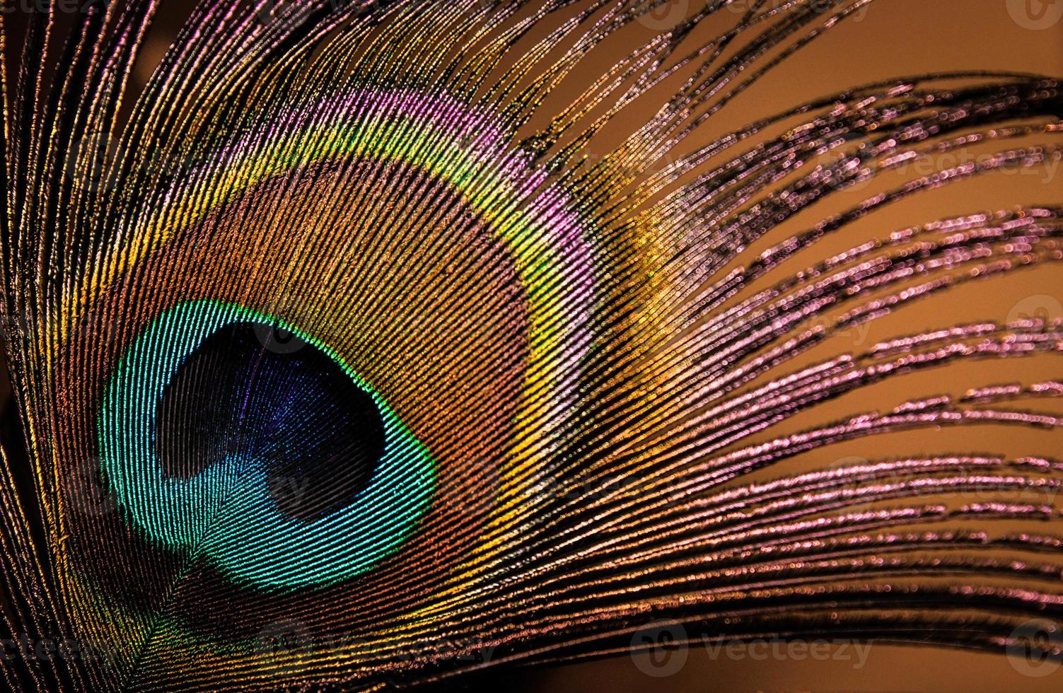 Peacock Feather photo