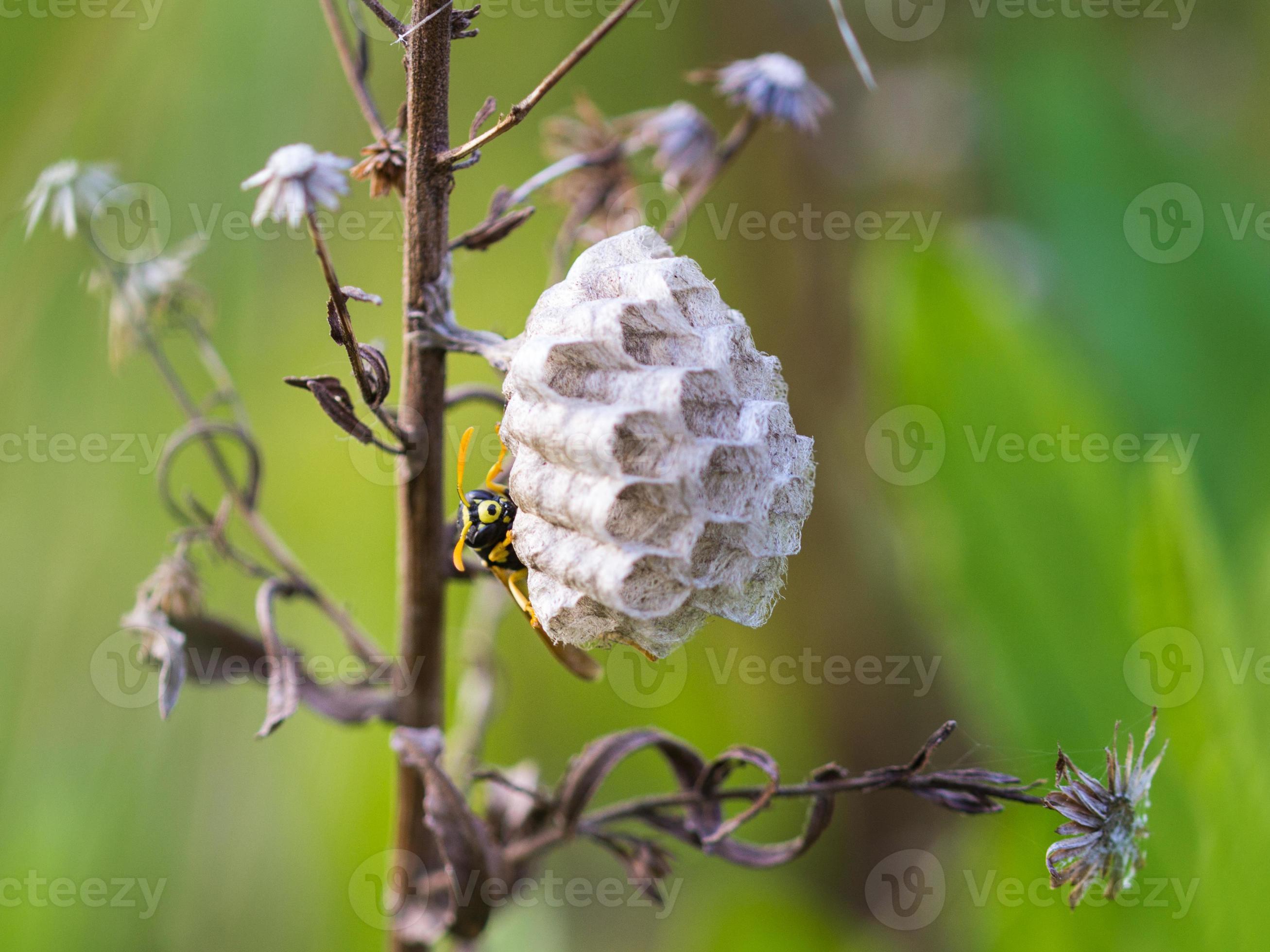 Wasp nest photo