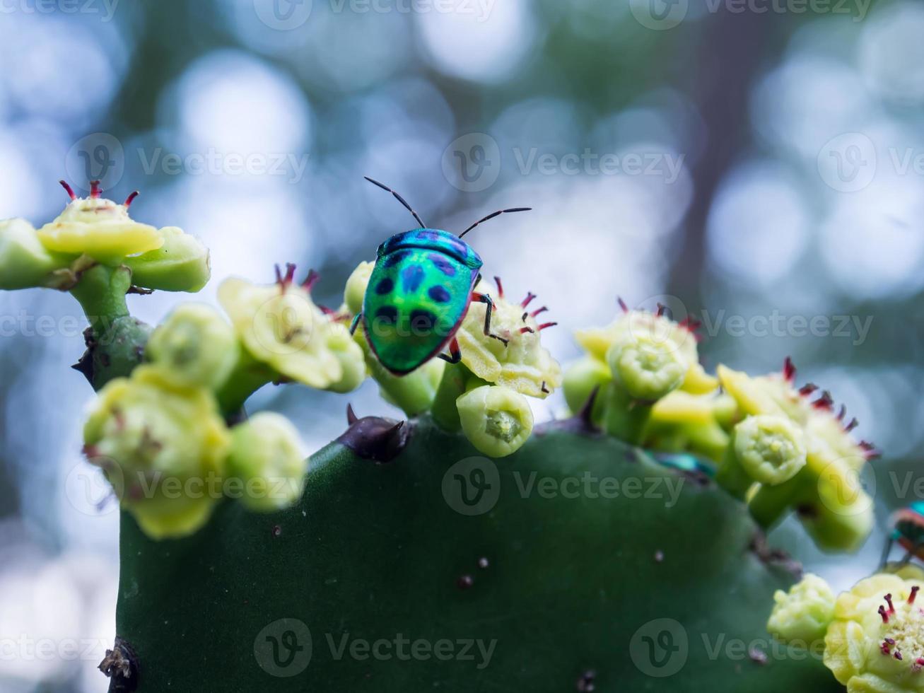 insecto escarabajo joya en las flores de nopal foto