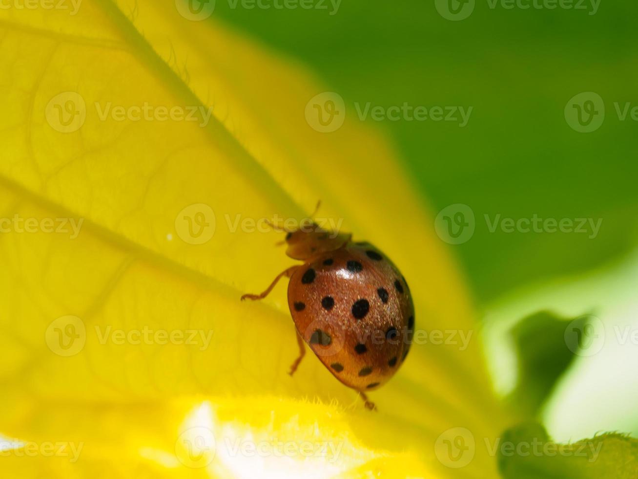 Ladybug on flower yeallow photo