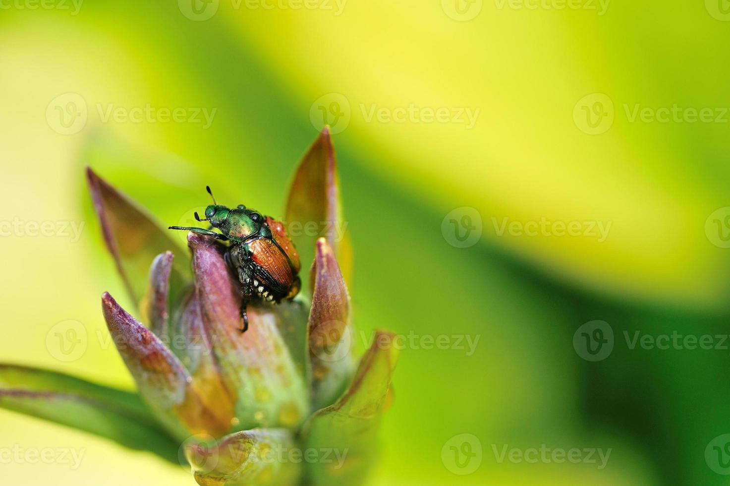 Hosta flower and Beetle 847431 Stock Photo at Vecteezy