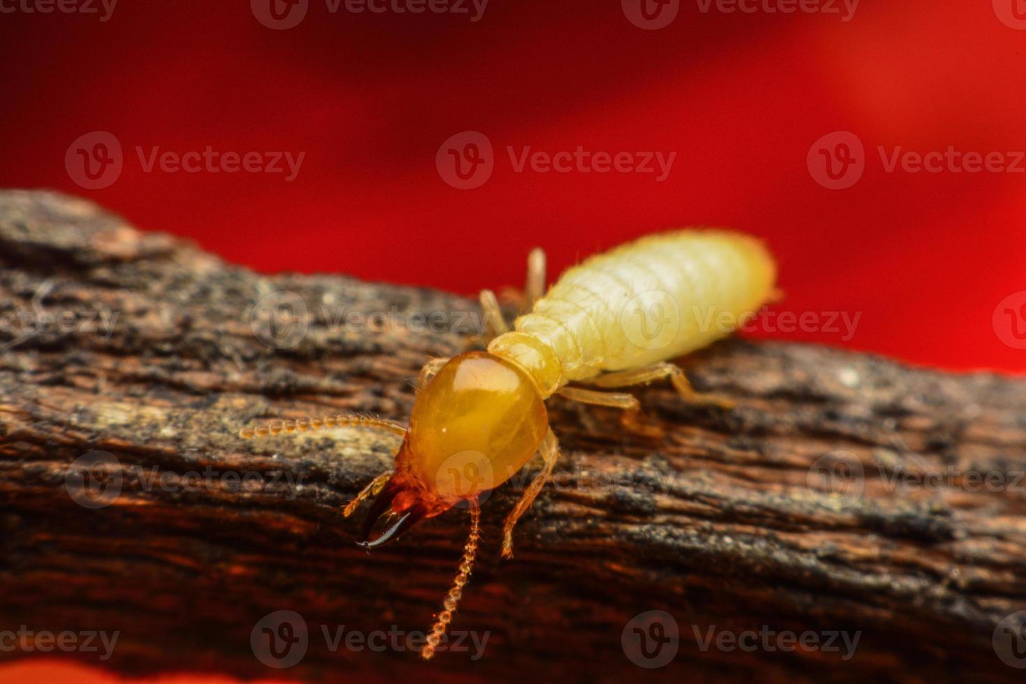 macro de termitas foto