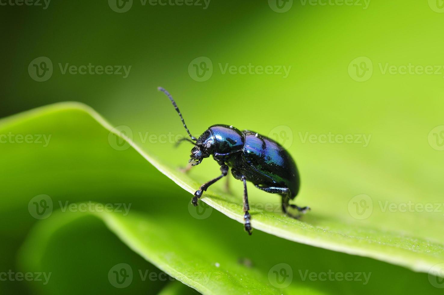 The beetle Chrysolina fastuosa photo
