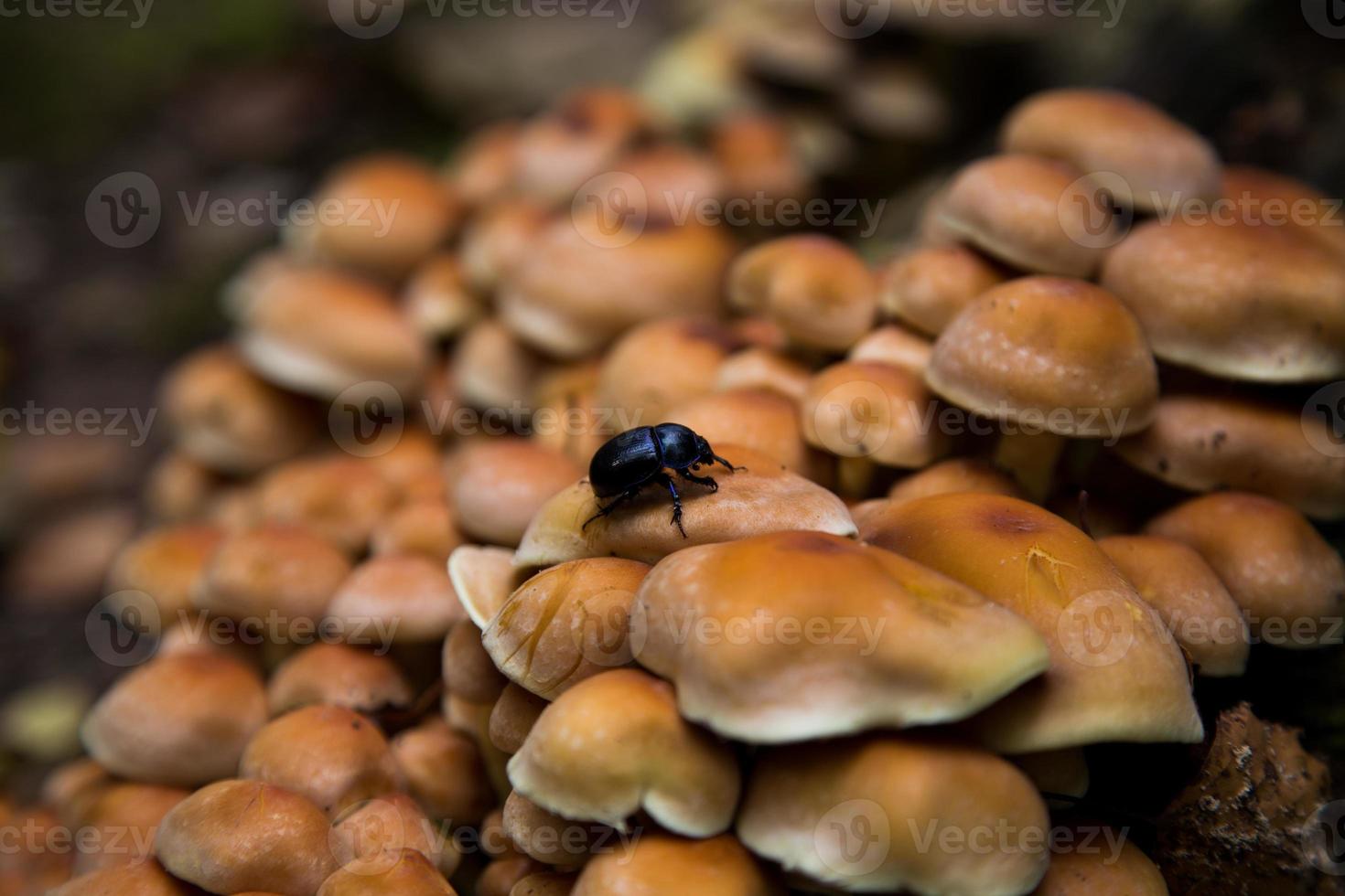 Beetle on Mushrooms photo