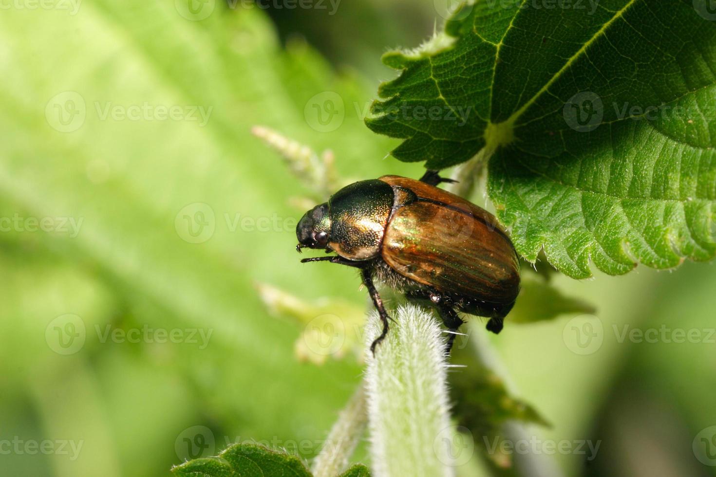 escarabajo anomala dubia foto