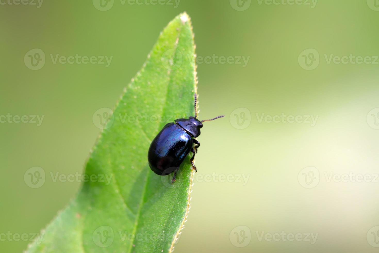 purple leaf-beetle photo
