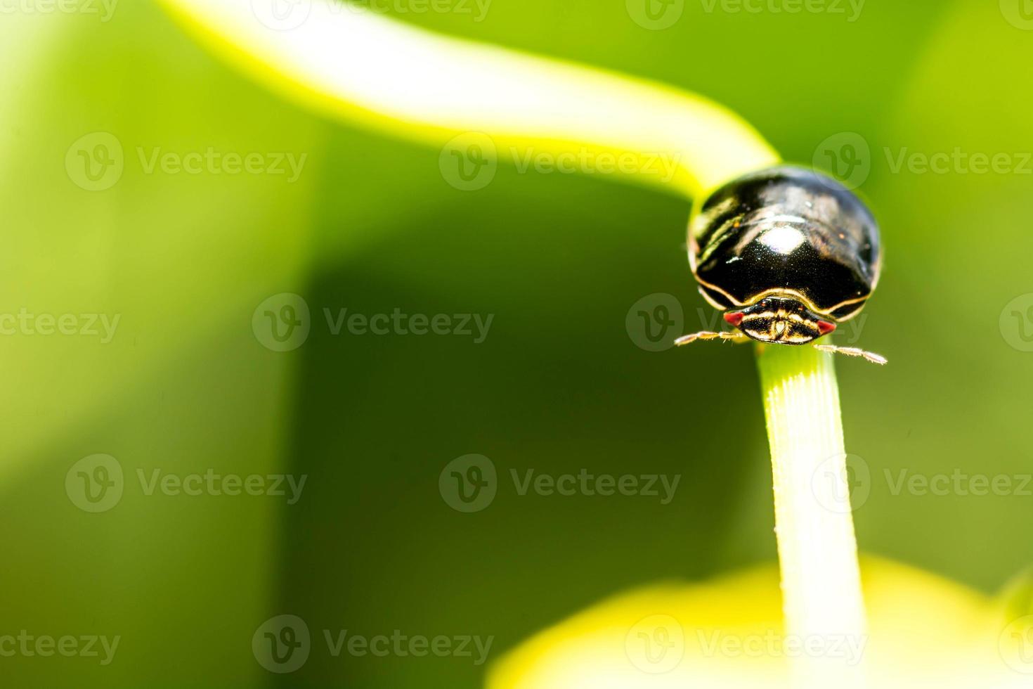 black bug on flower photo