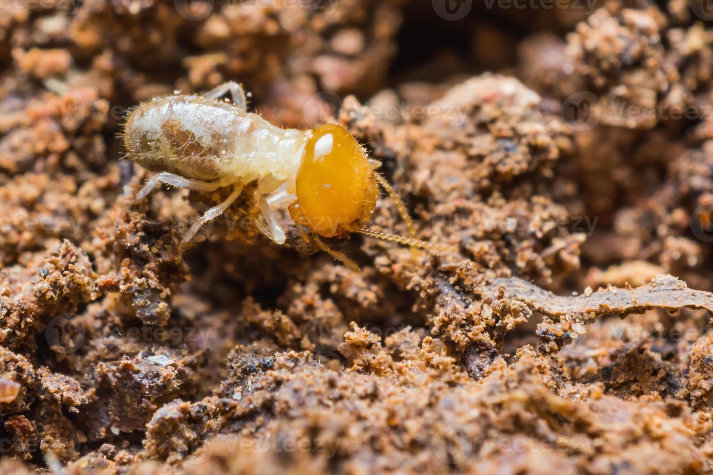 Young termite photo