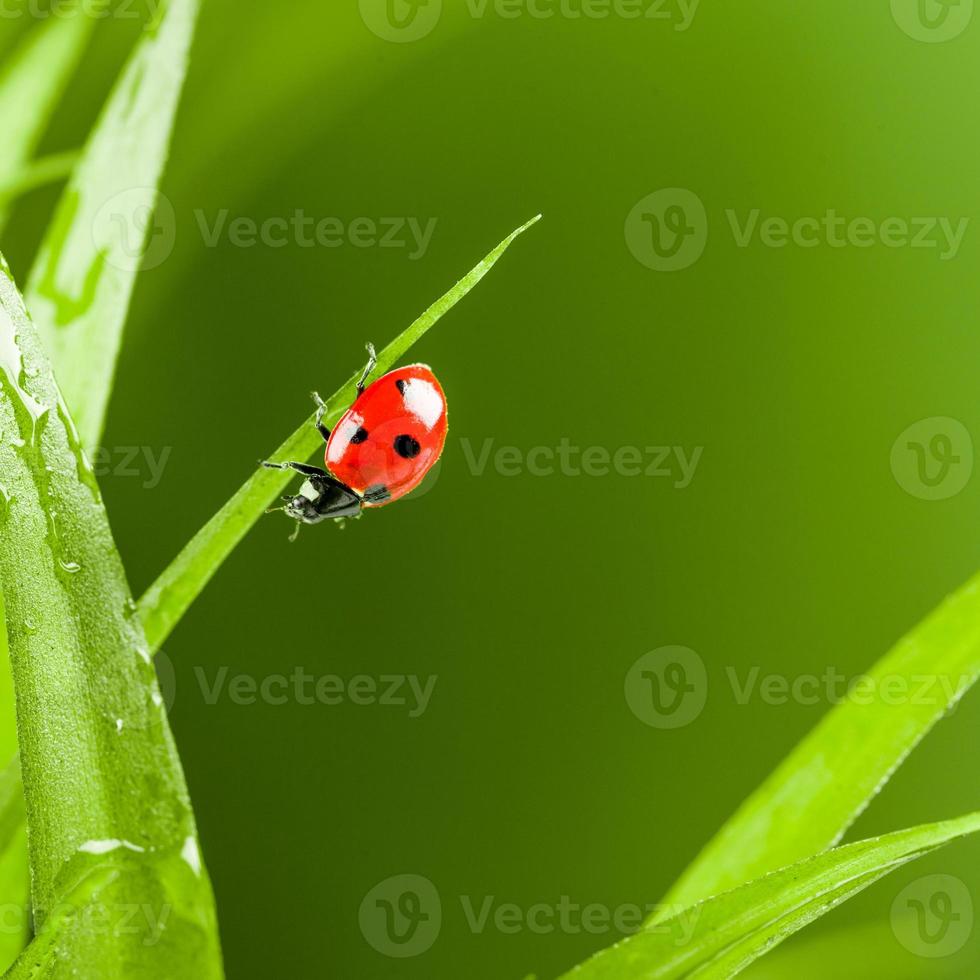 red ladybug on green grass photo