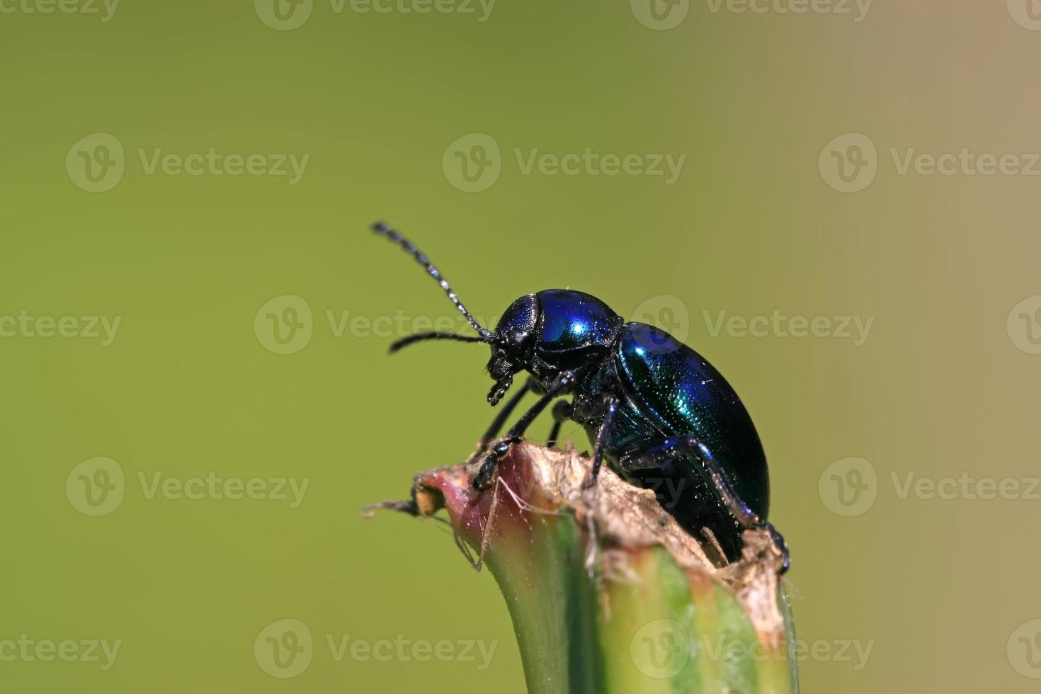 escarabajo de la hoja tiene un descanso foto