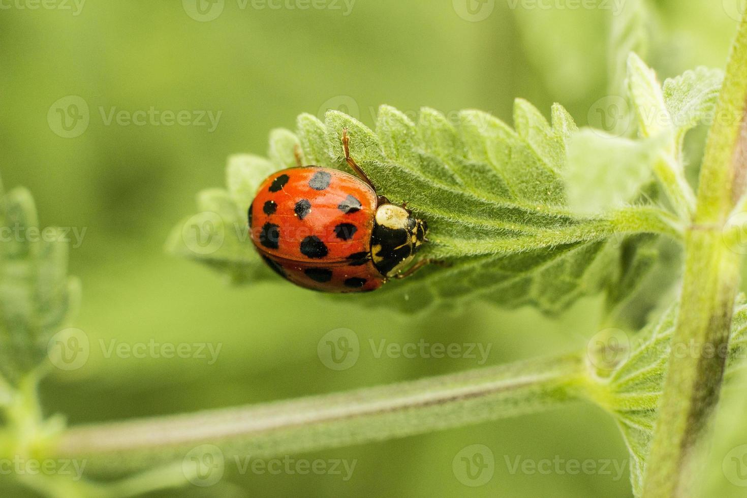 Ladybug on the leaf photo