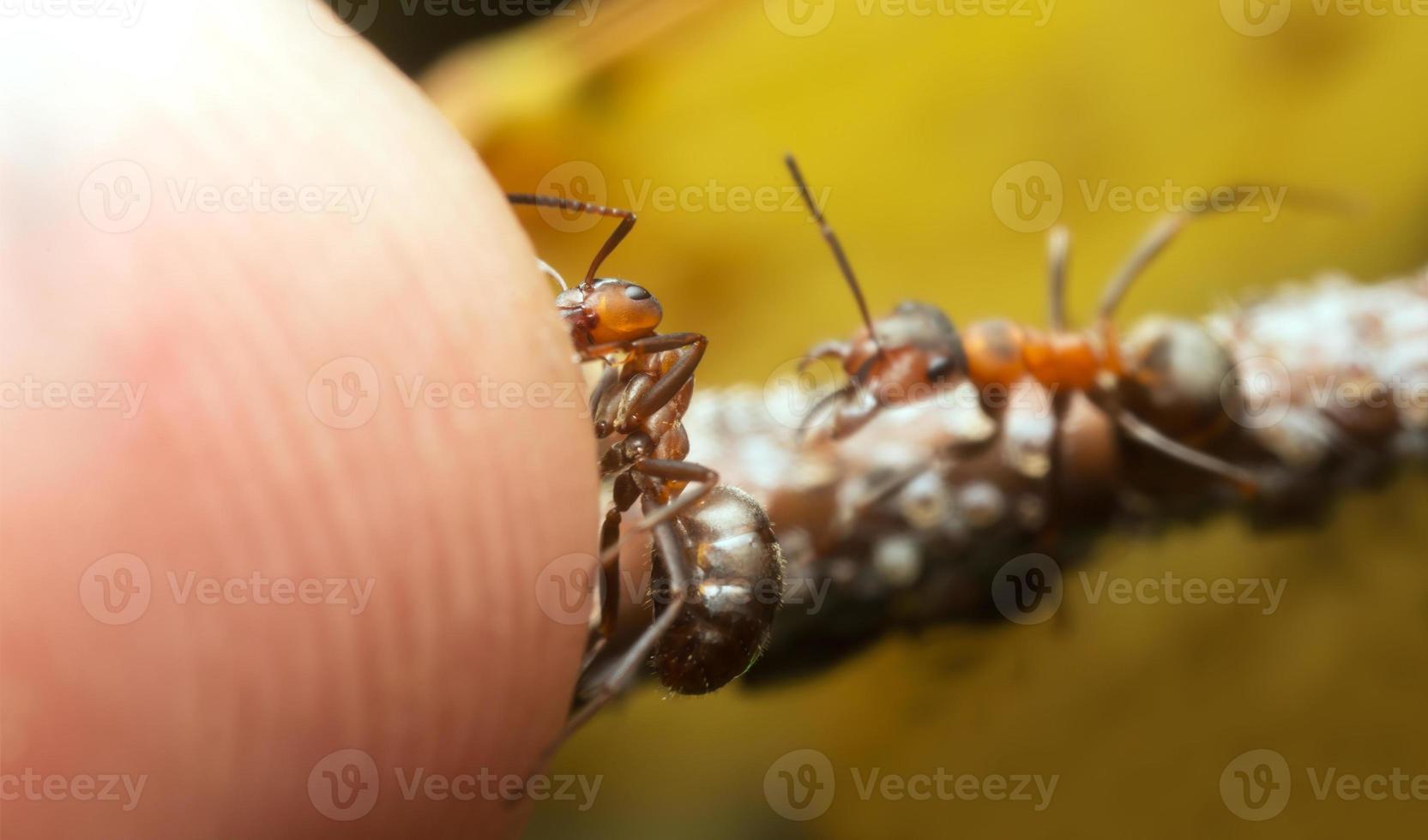 Wood ants, Formica guarding aphids and attacking human finger photo