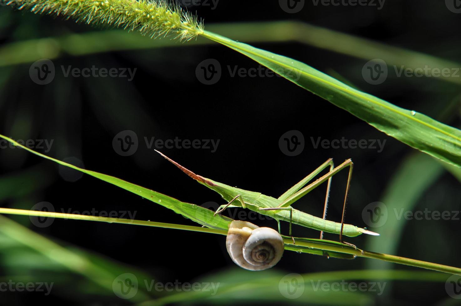 Grasshopper insect and snail on a blade of grass photo