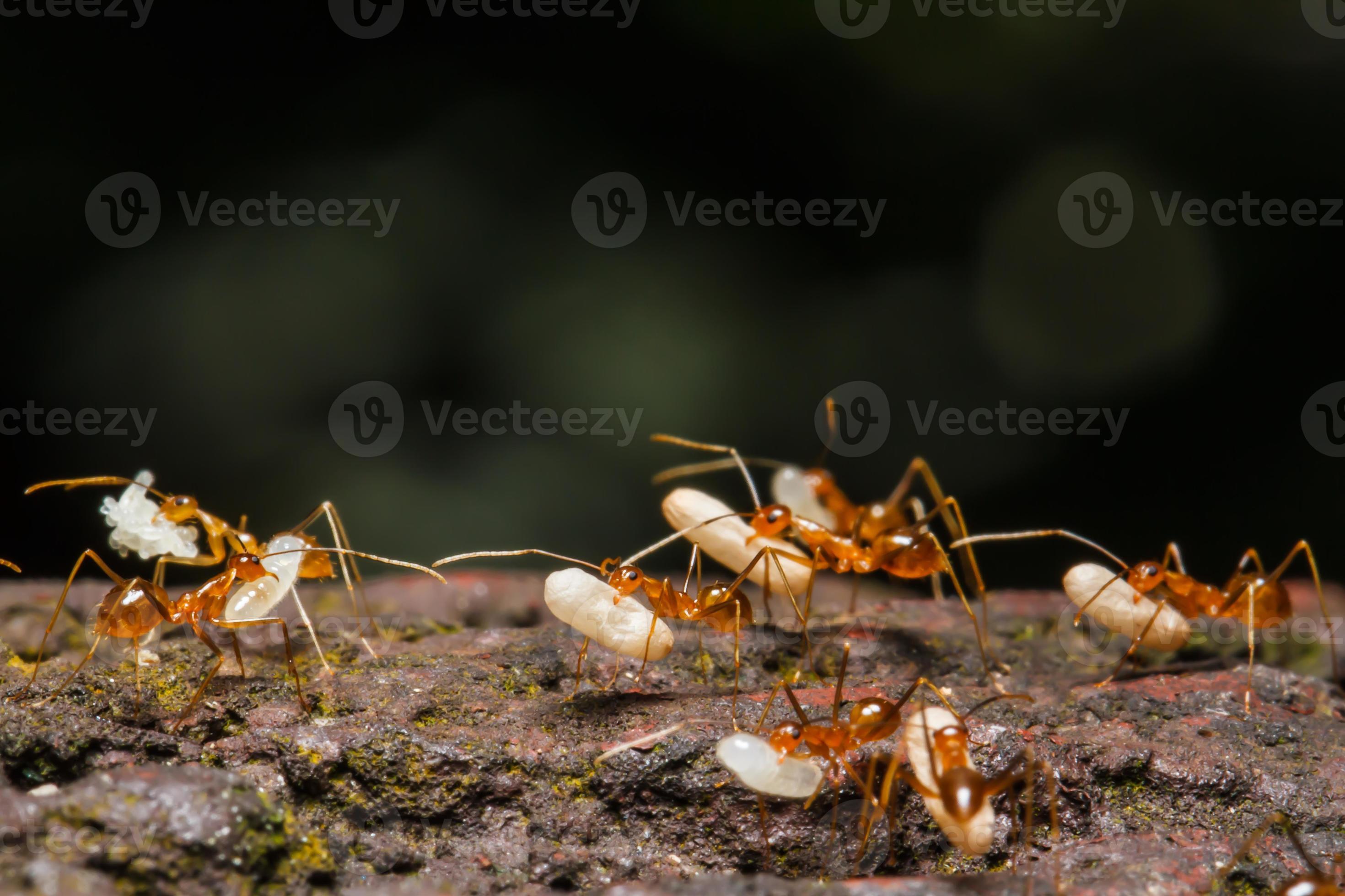 Ant are carrying eggs 847745 Stock Photo at Vecteezy