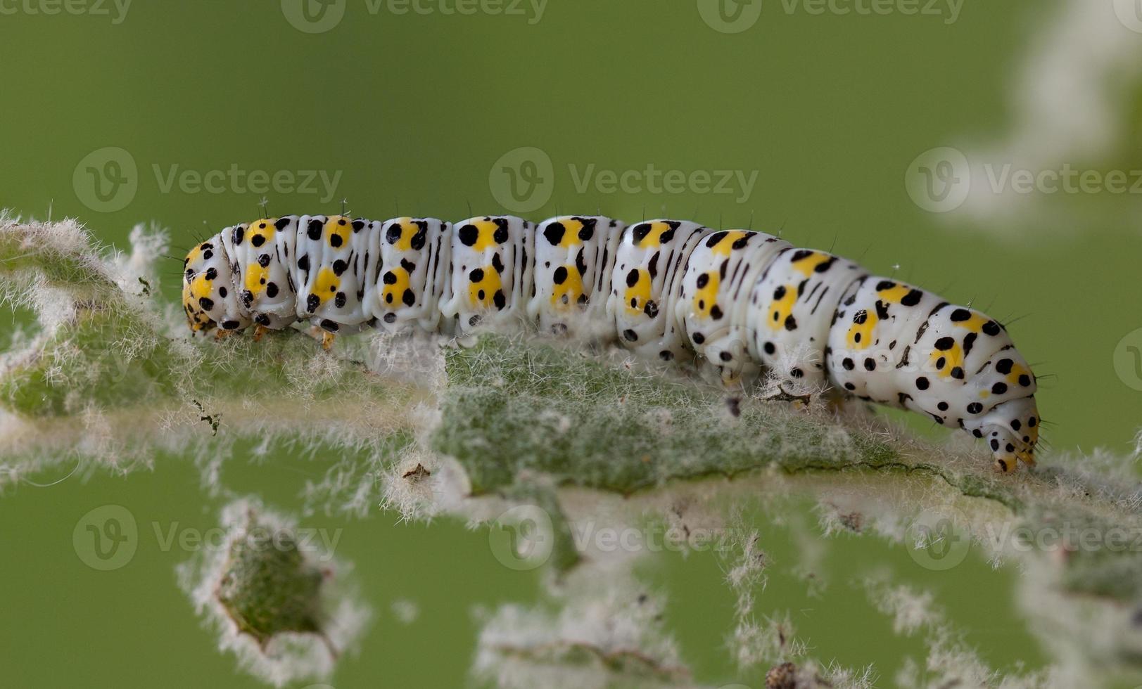 mullein moth caterpillar, photo