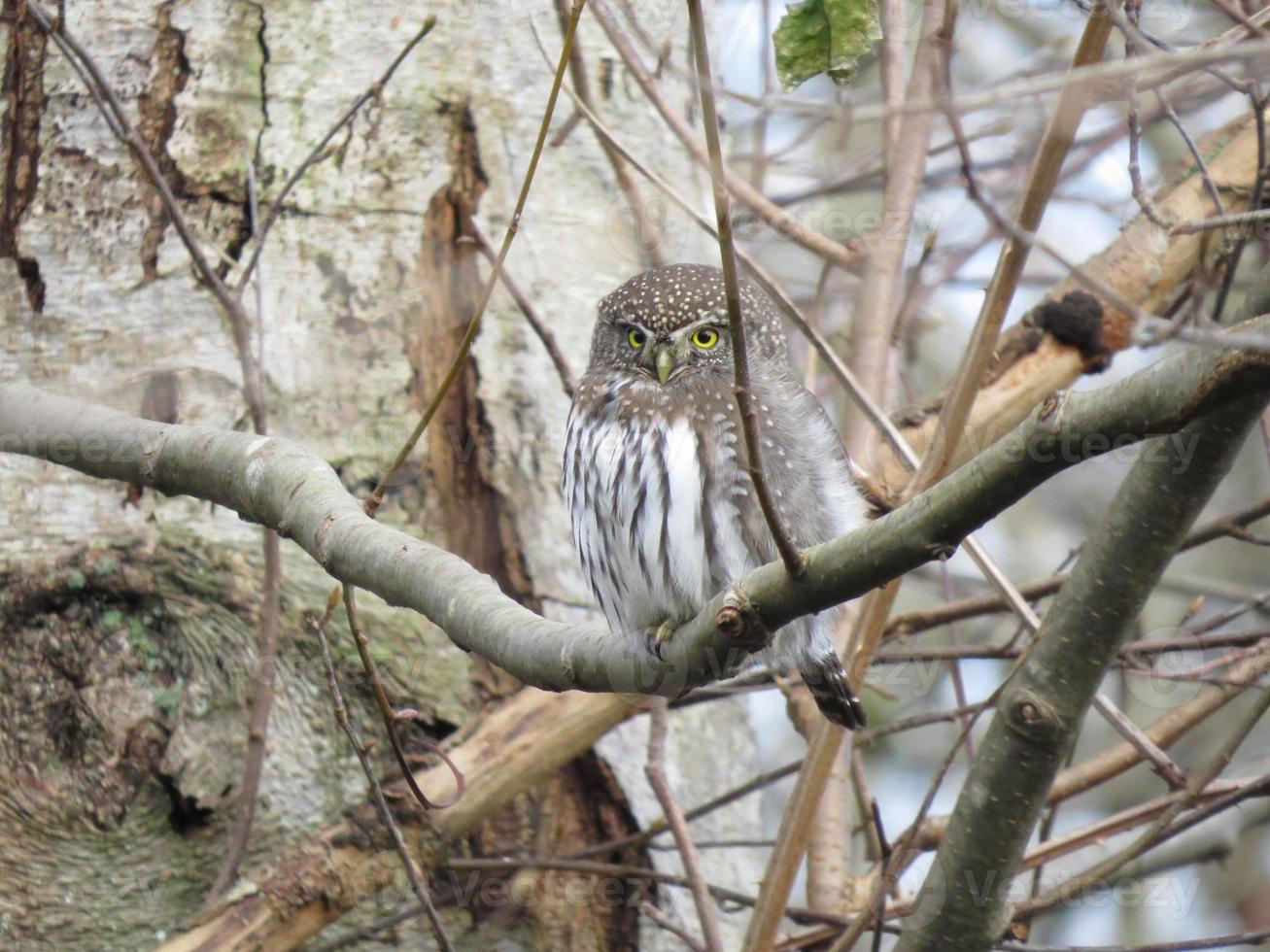 Northern Pygmy Owl on a branch photo