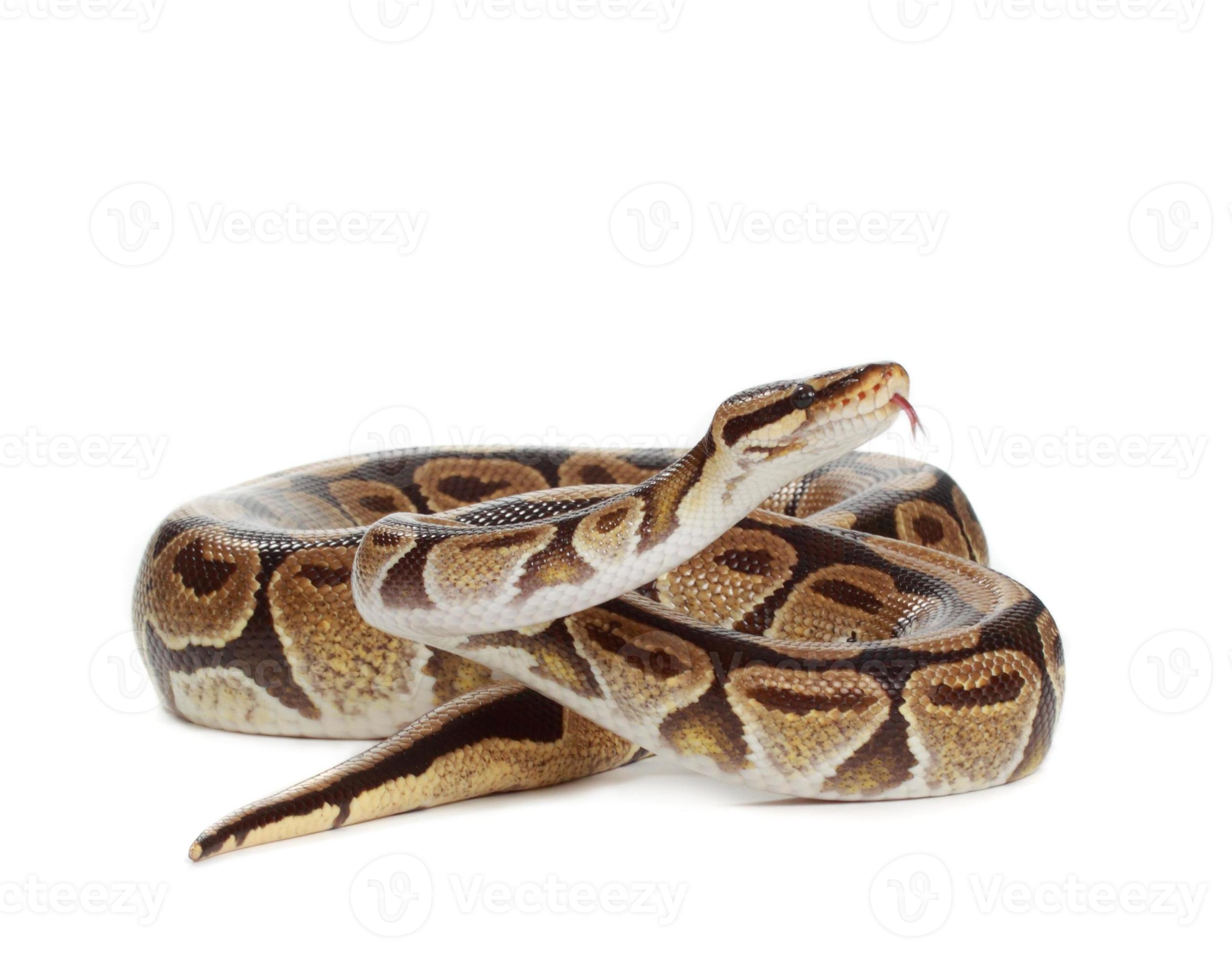 royal python 847859 Stock Photo at Vecteezy