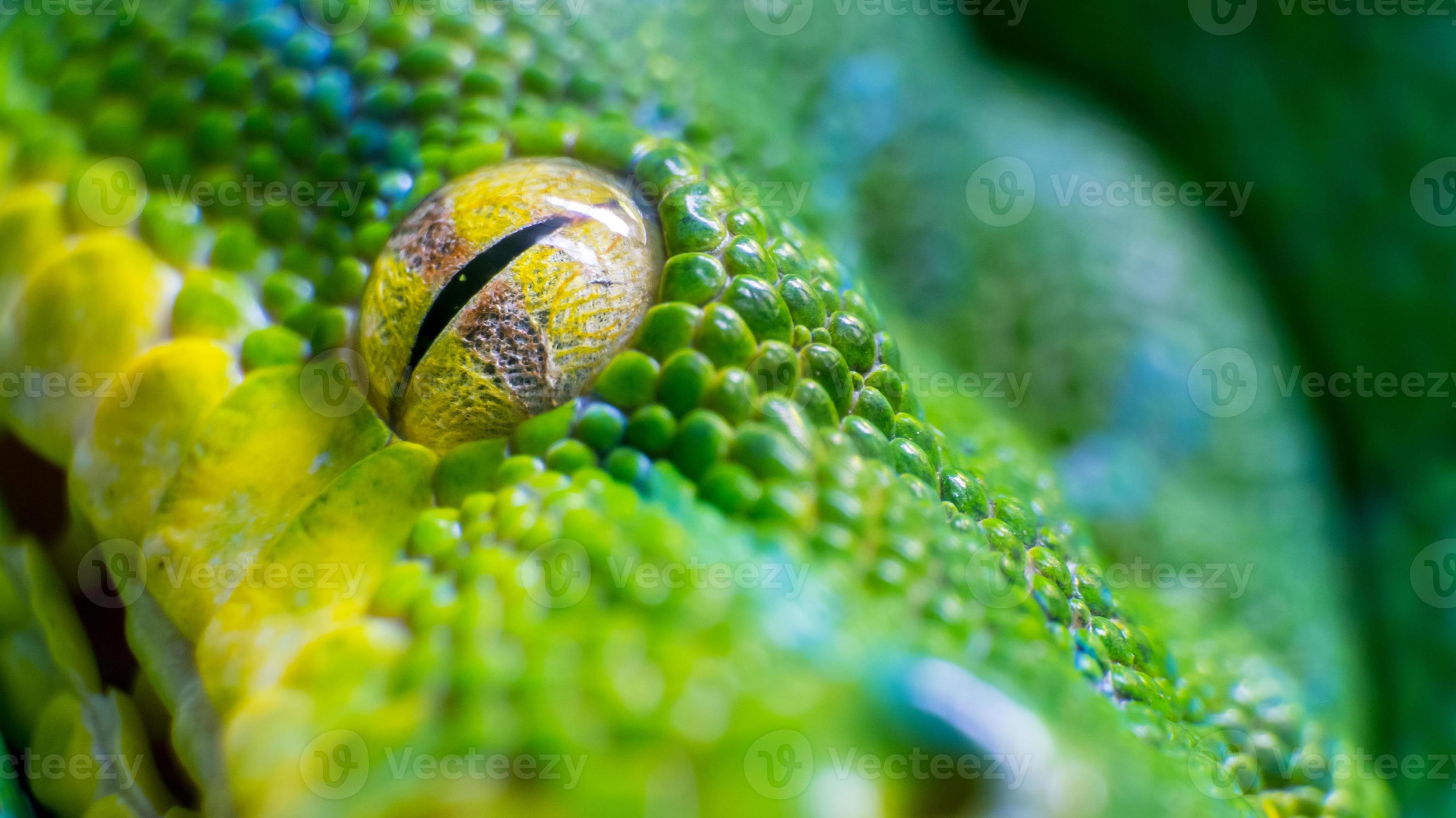 Green Tree Python Eye