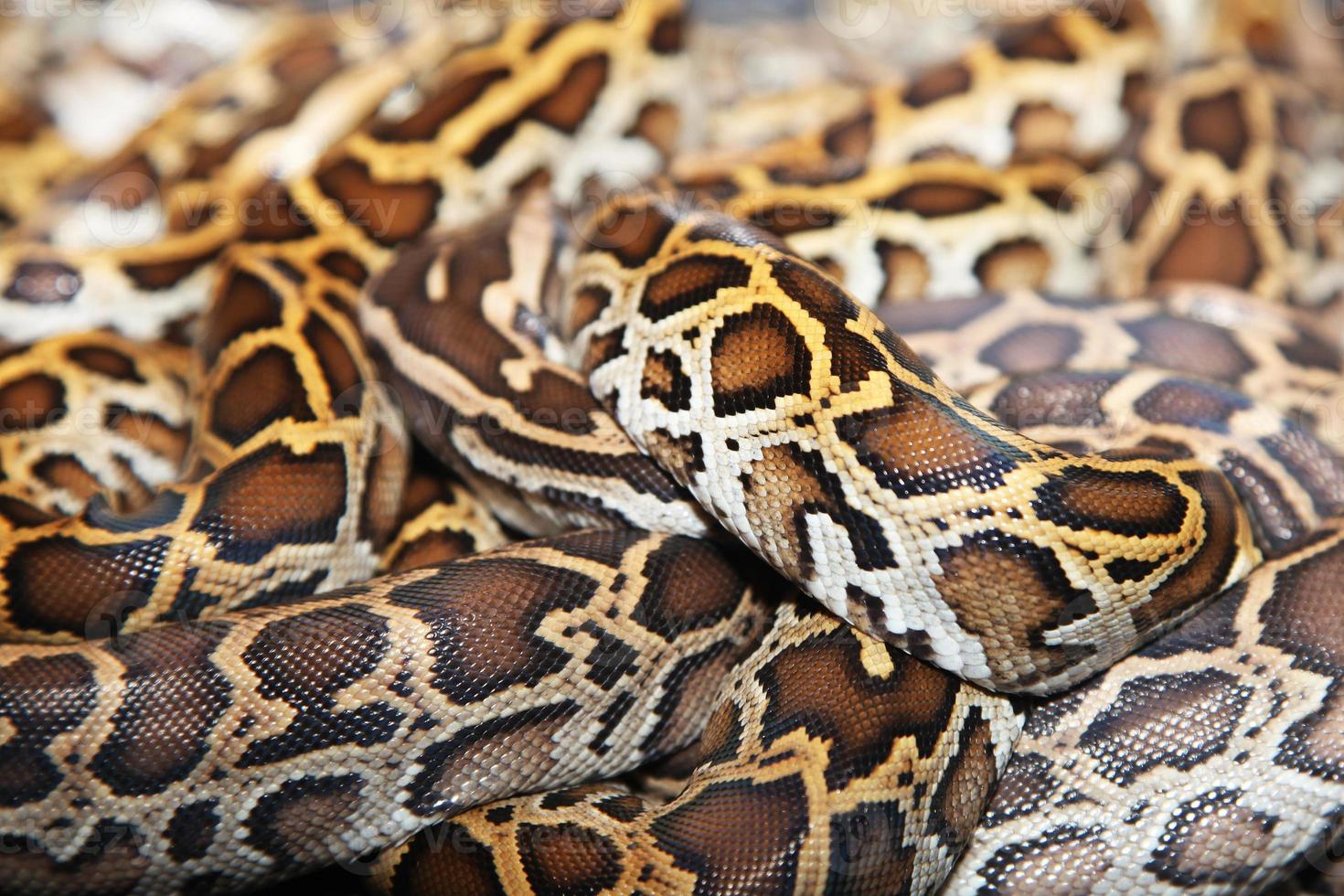 Snake skin 847868 Stock Photo at Vecteezy