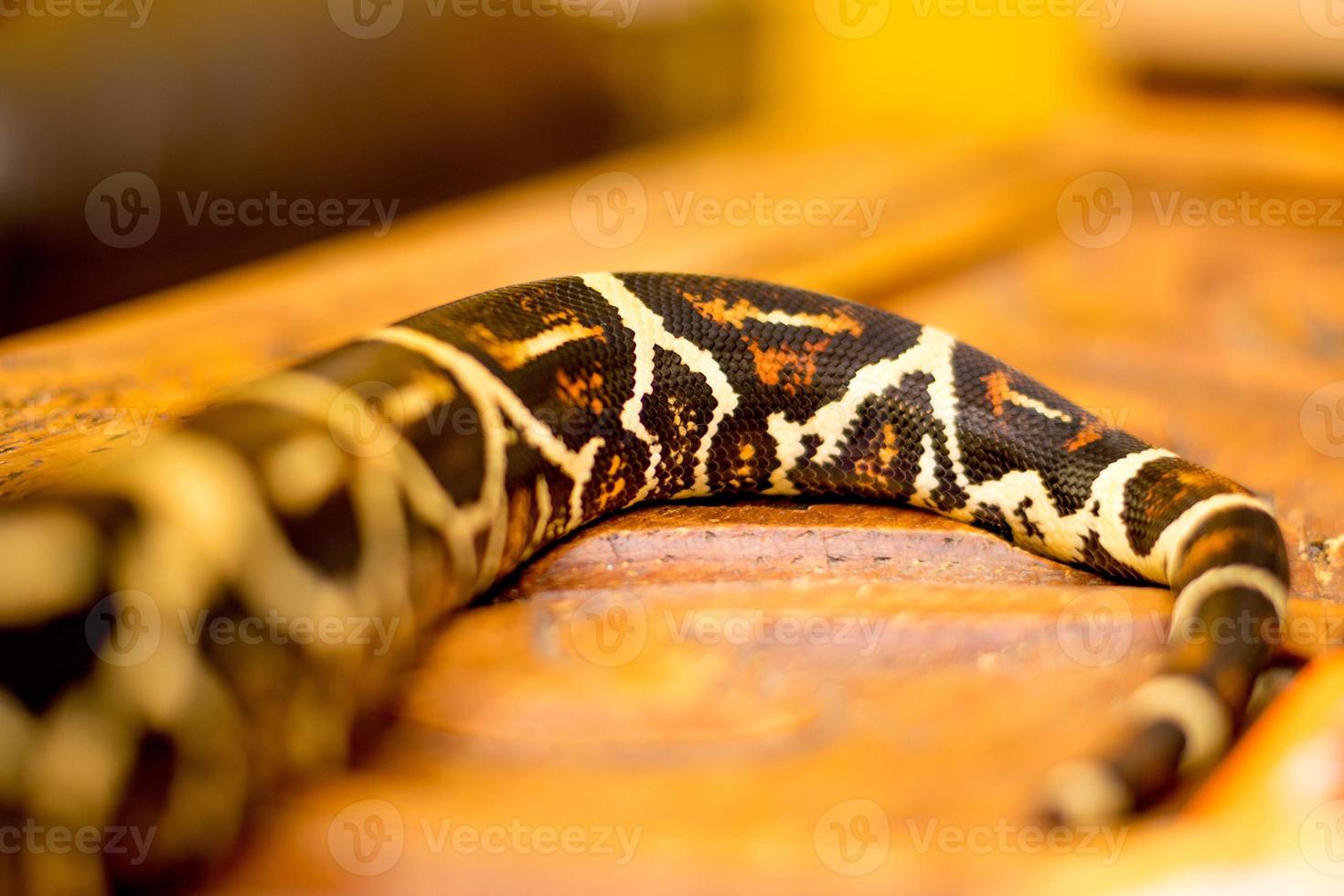 Close up of a snake photo