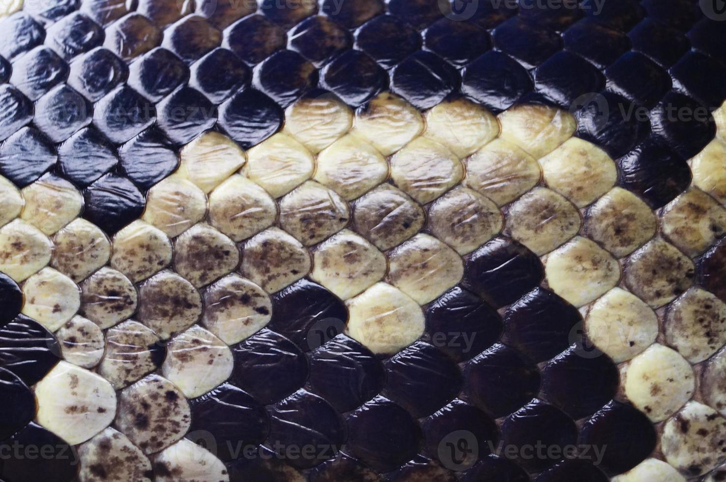 skin of snake , Python background photo