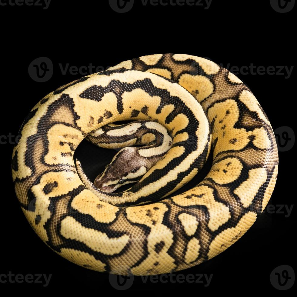 Axanthic Firefly Ball Python
