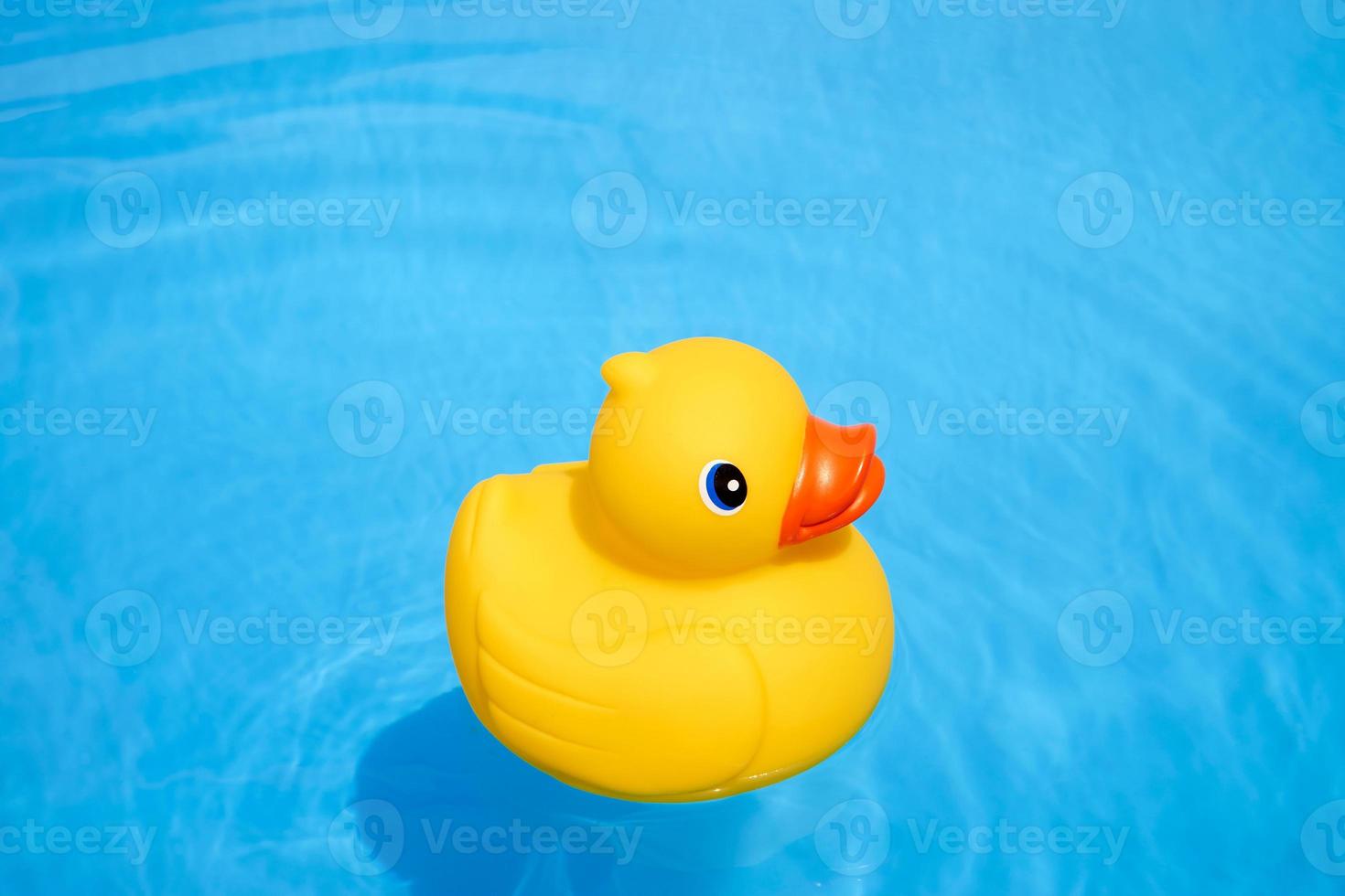 Yellow rubber duck in the pool photo