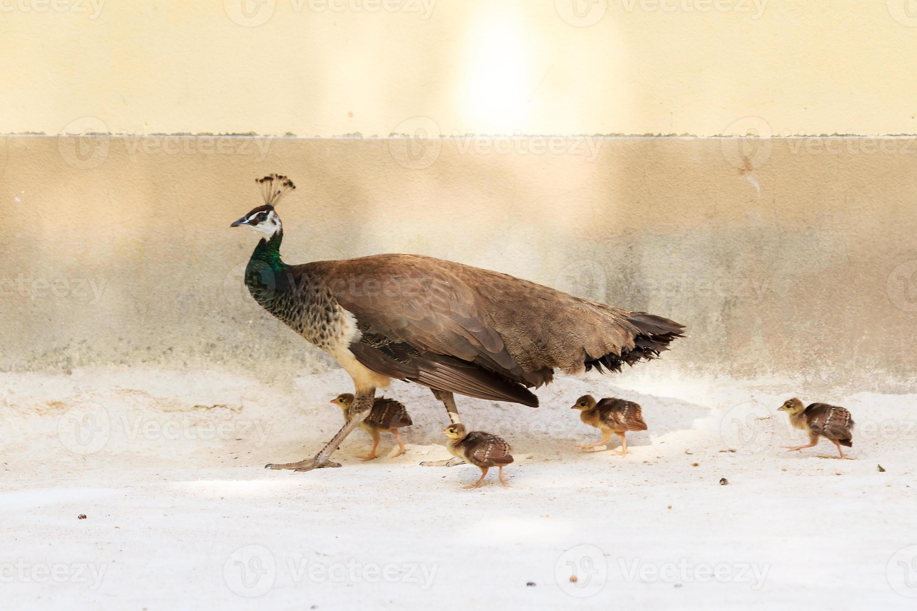 peacock chicks